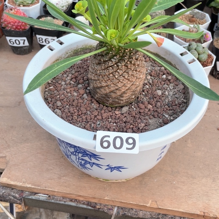 609超大铁甲丸仙人球