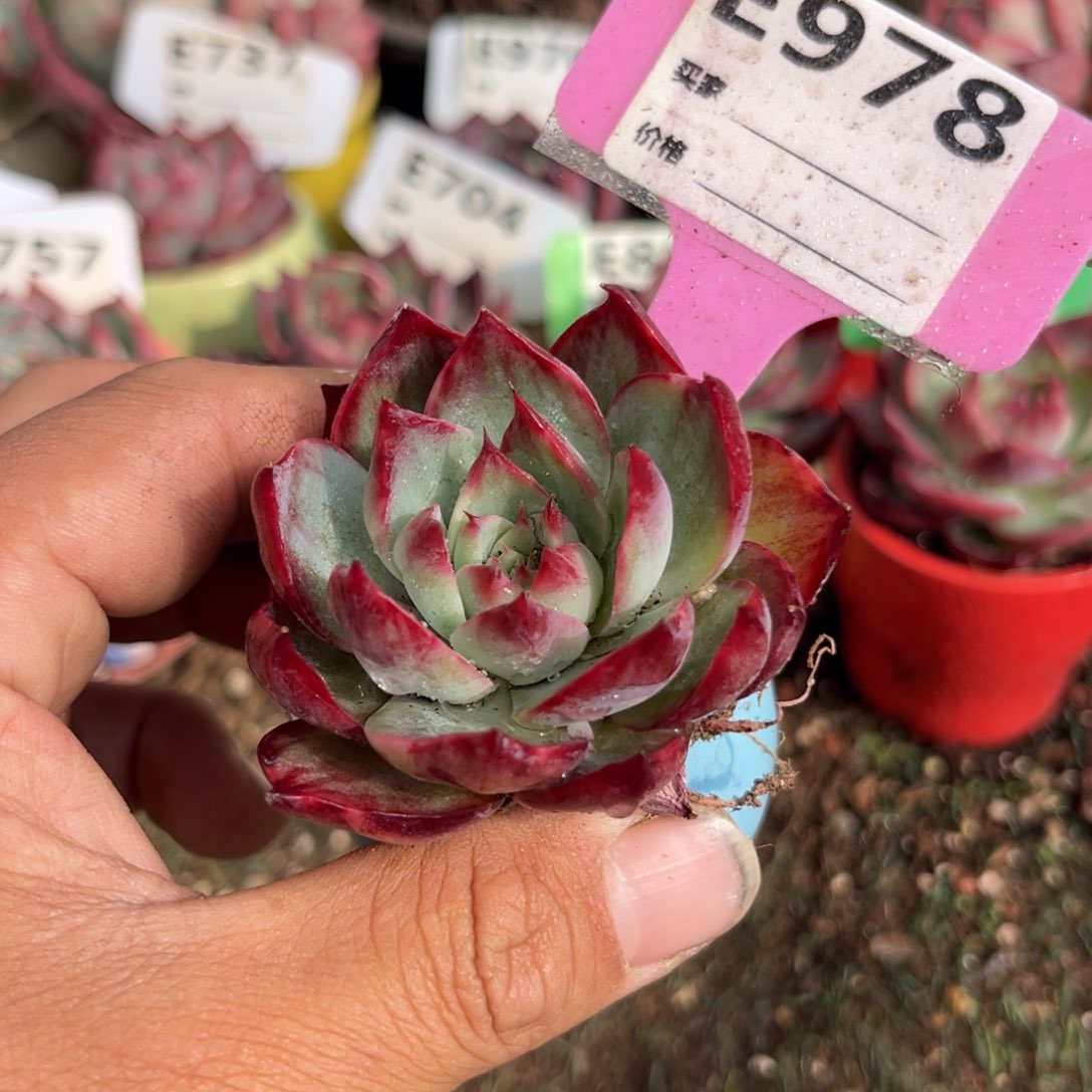 惊鸿一瞥978号多肉