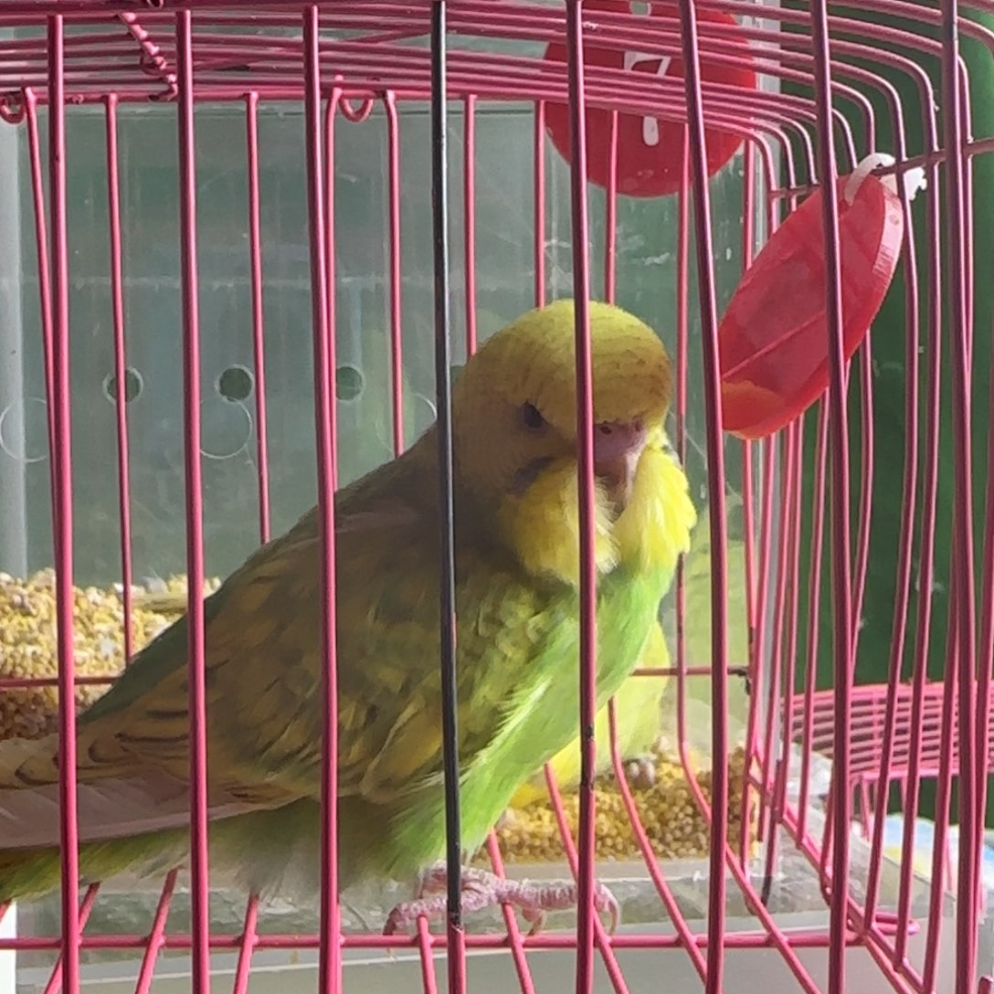 总***你虎皮鹦鹉大头鹦鹉