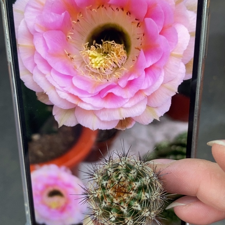 香香520侧芽2公分左右