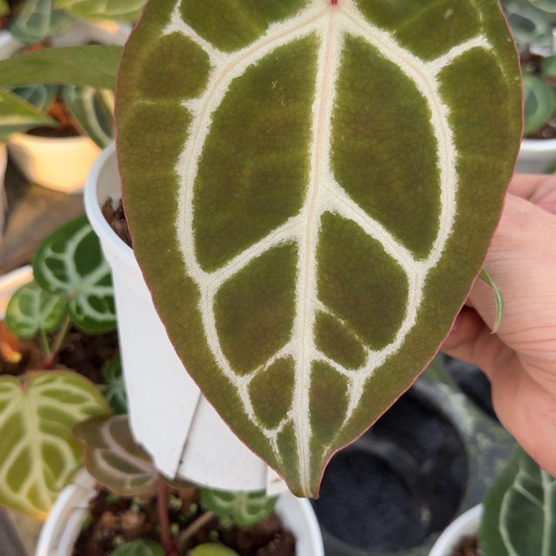 *****完全开放马卡龙花烛