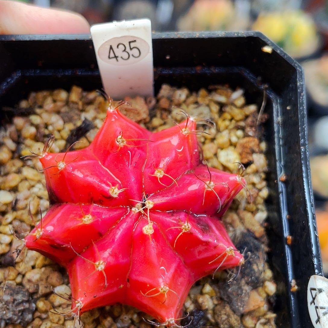 非偏远地区满25包邮仙人球