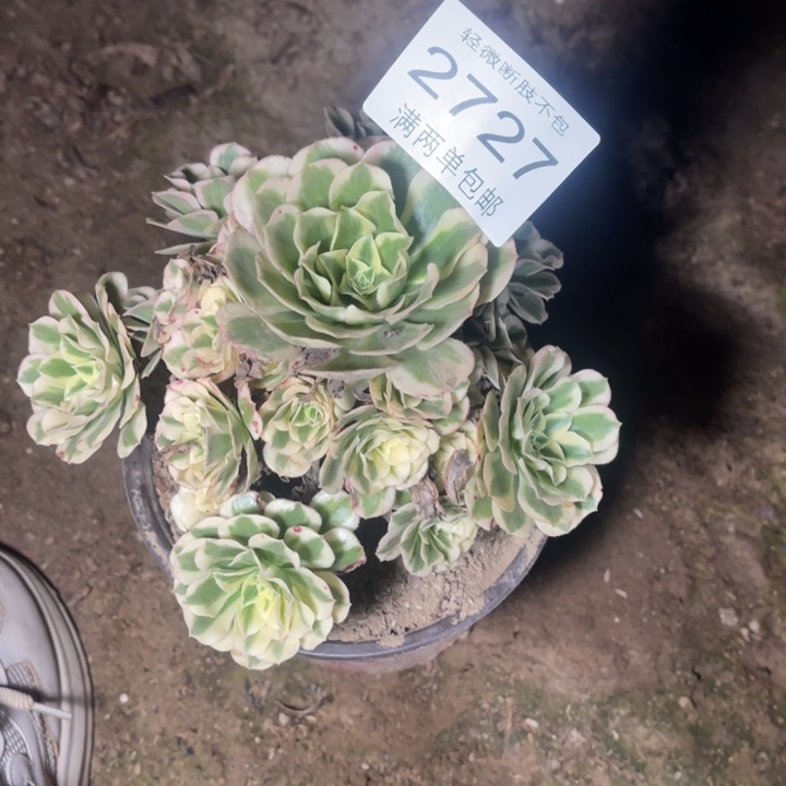 2727迈巴赫的的的