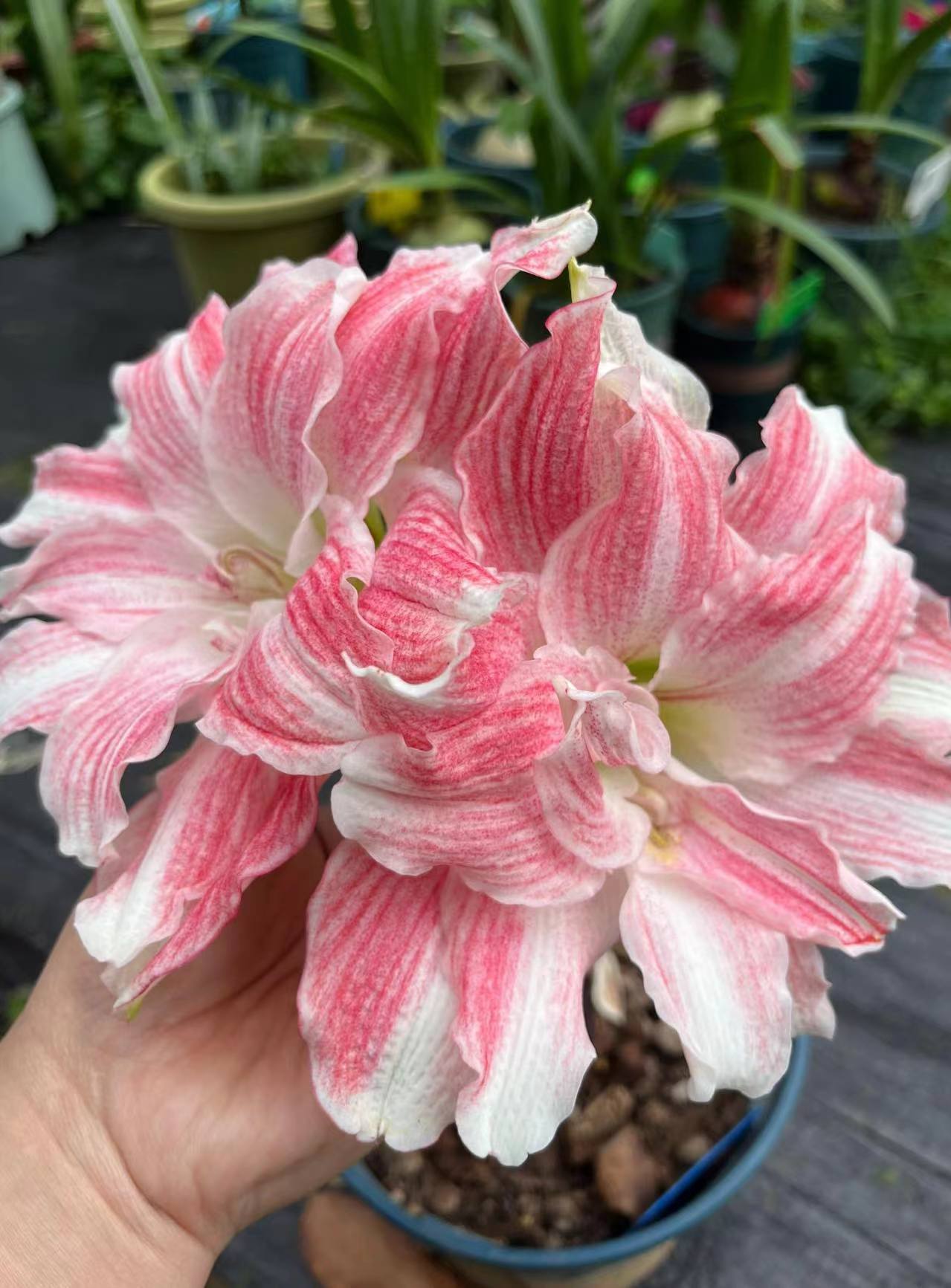 【蒂卡粉黛】包对版朱顶红重瓣