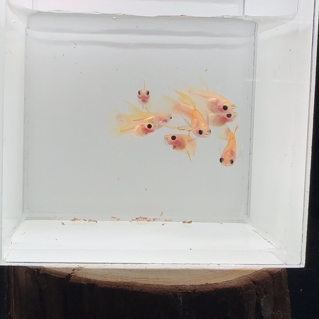 孔雀鱼8条幻彩粉猫长公3