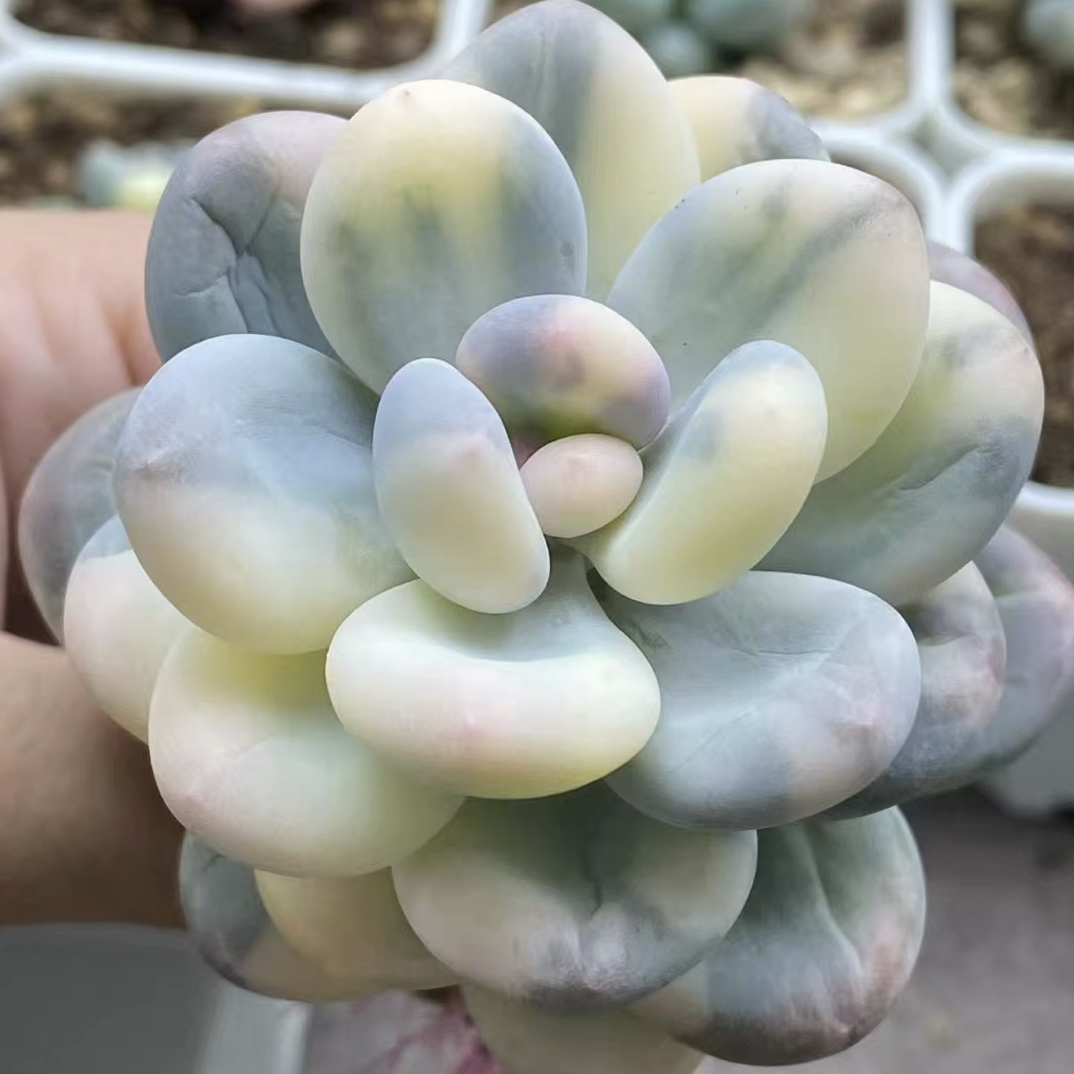 多种品种多肉植物吸财树桃蛋吉娃娃室内好养活盆栽