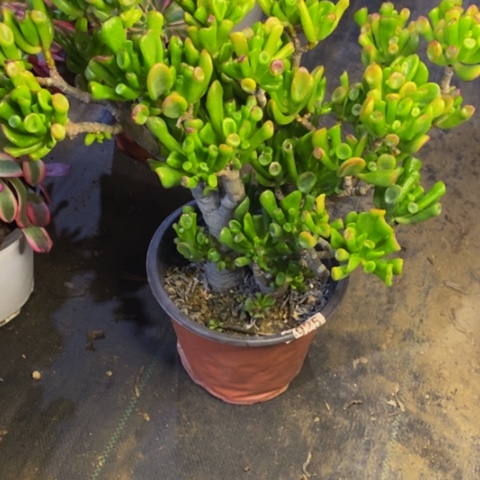 吸财树多肉植物2925