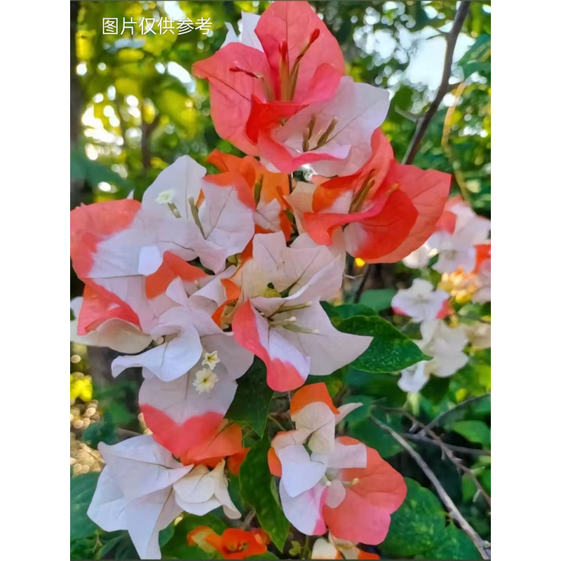 带花或带花苞【橙口红】【包售后一个月】【包对版】三角梅四季开