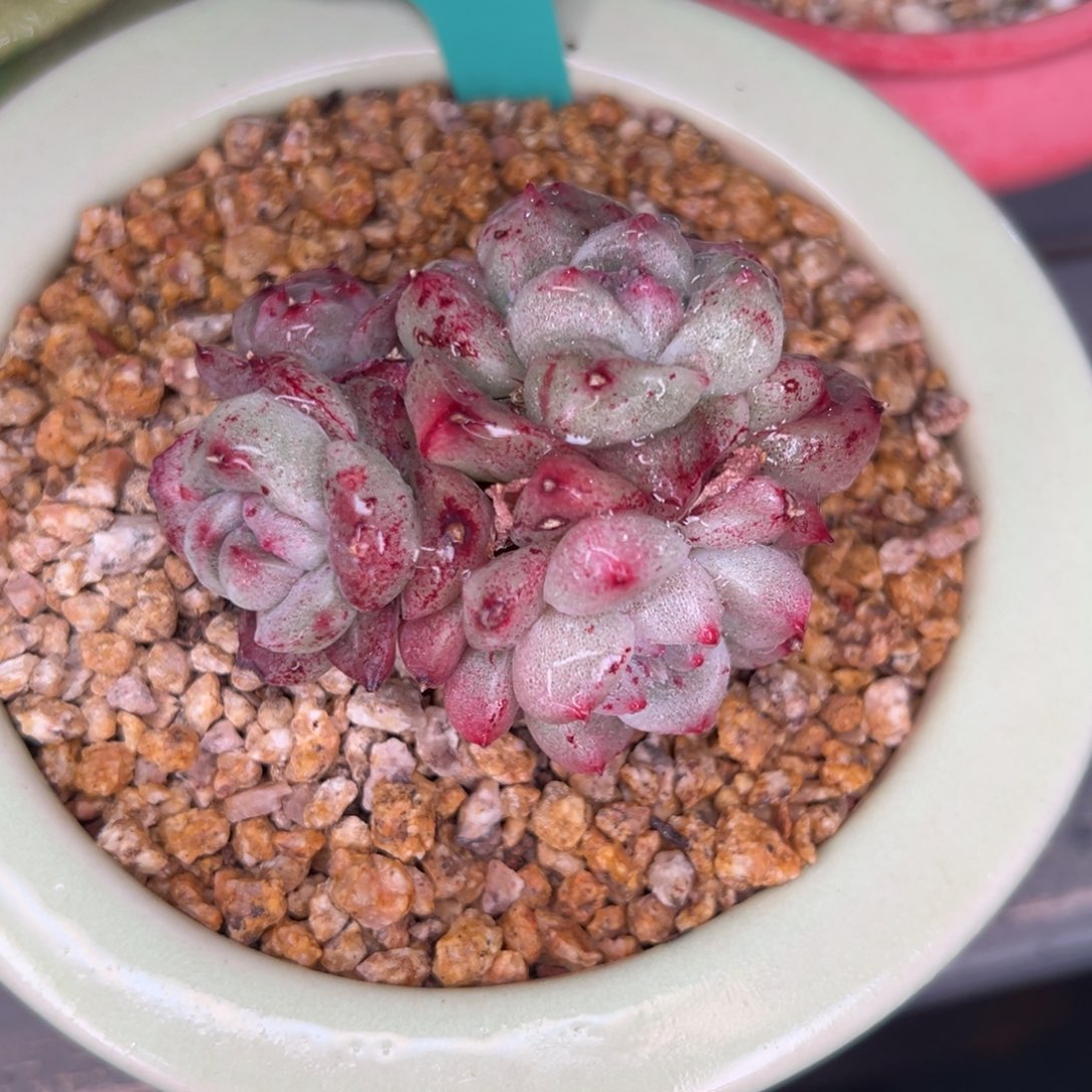 从前慢多肉精选编号0208.242