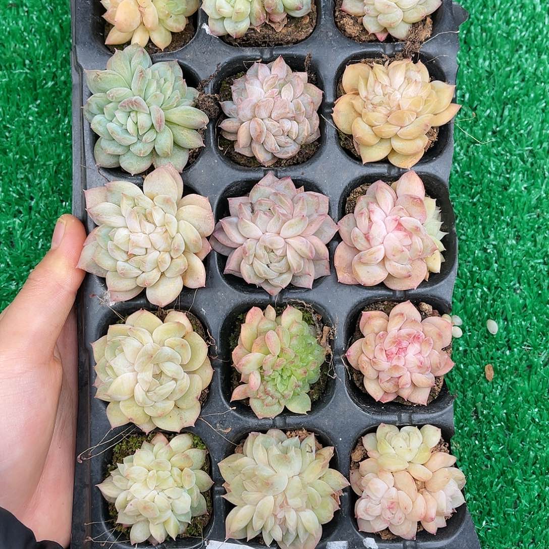 多肉一物一拍22-69