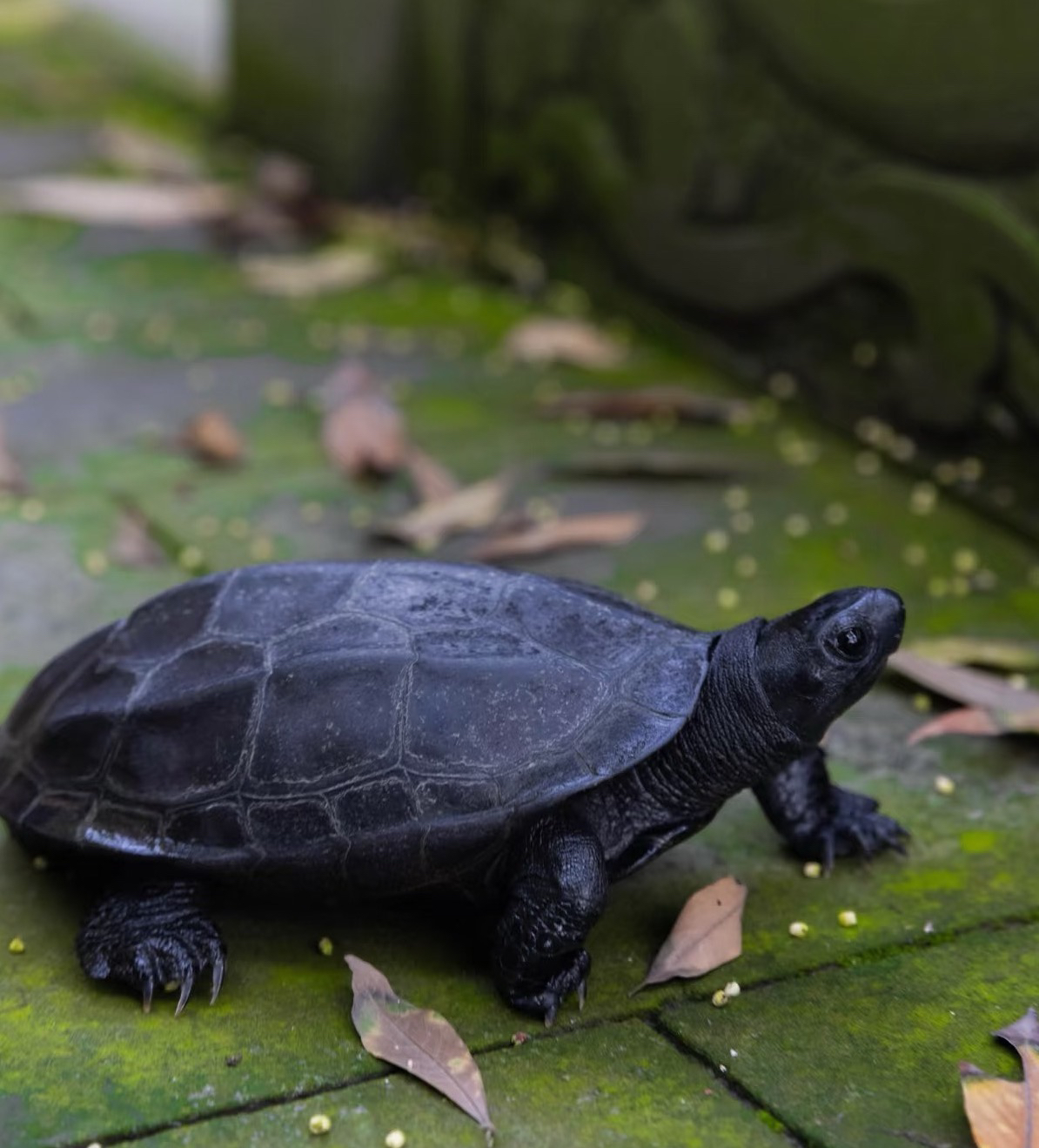 墨龟长寿外塘纯种顶墨全黑观赏乌龟活物宠物墨龟全黑成年招财龟