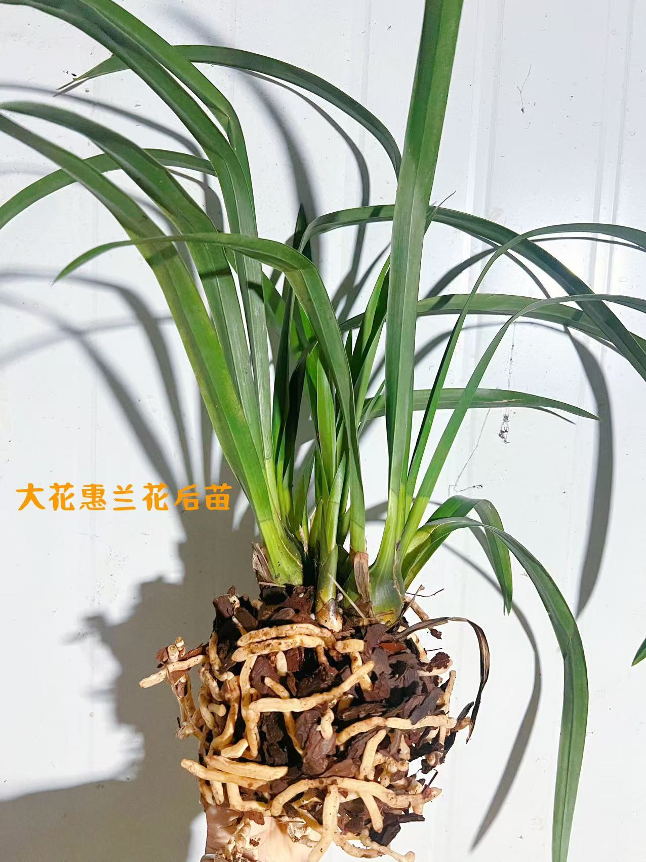 大花蕙兰花后苗（不售后）云南年宵花基地直发