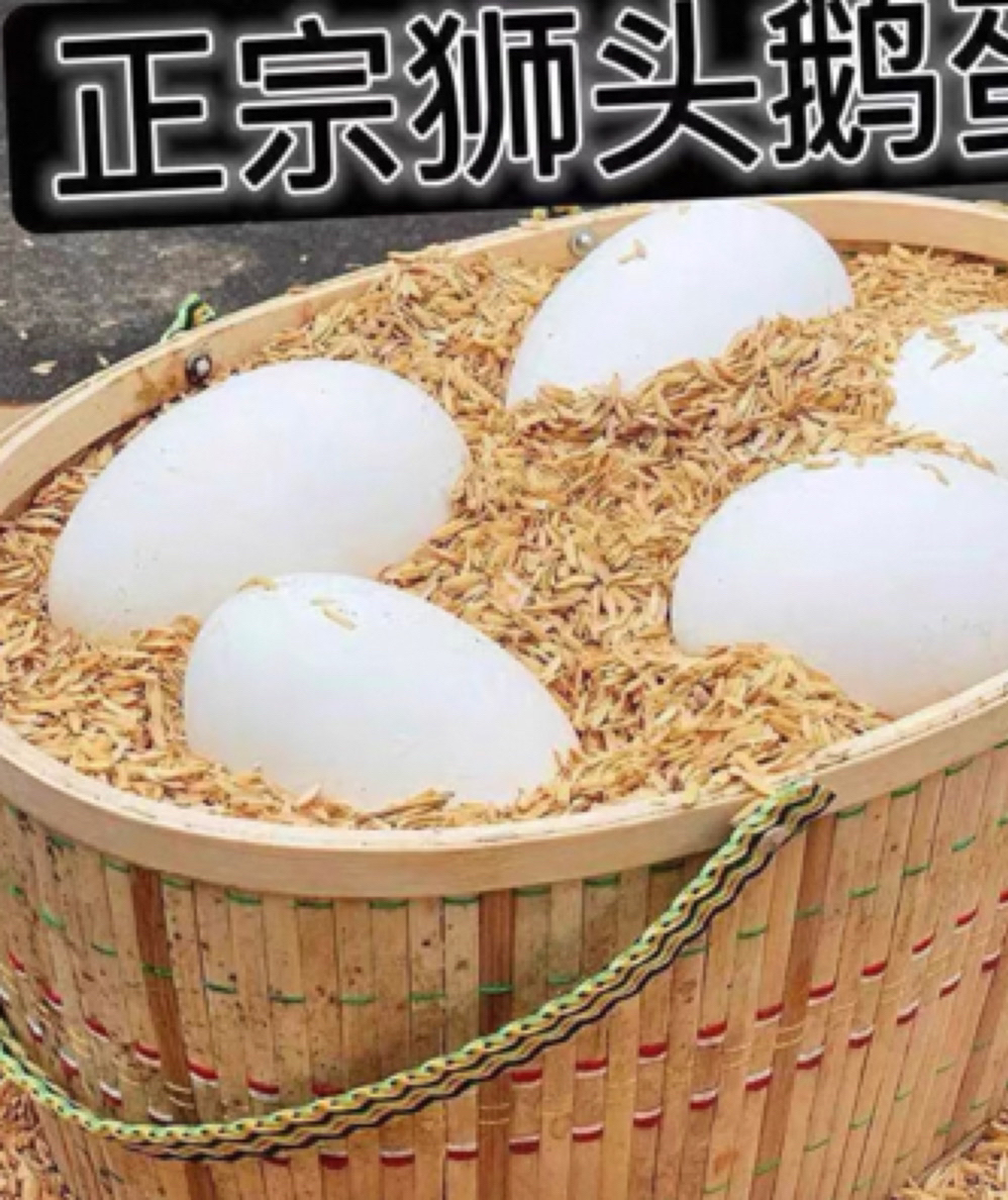 特大种狮头鹅受精蛋