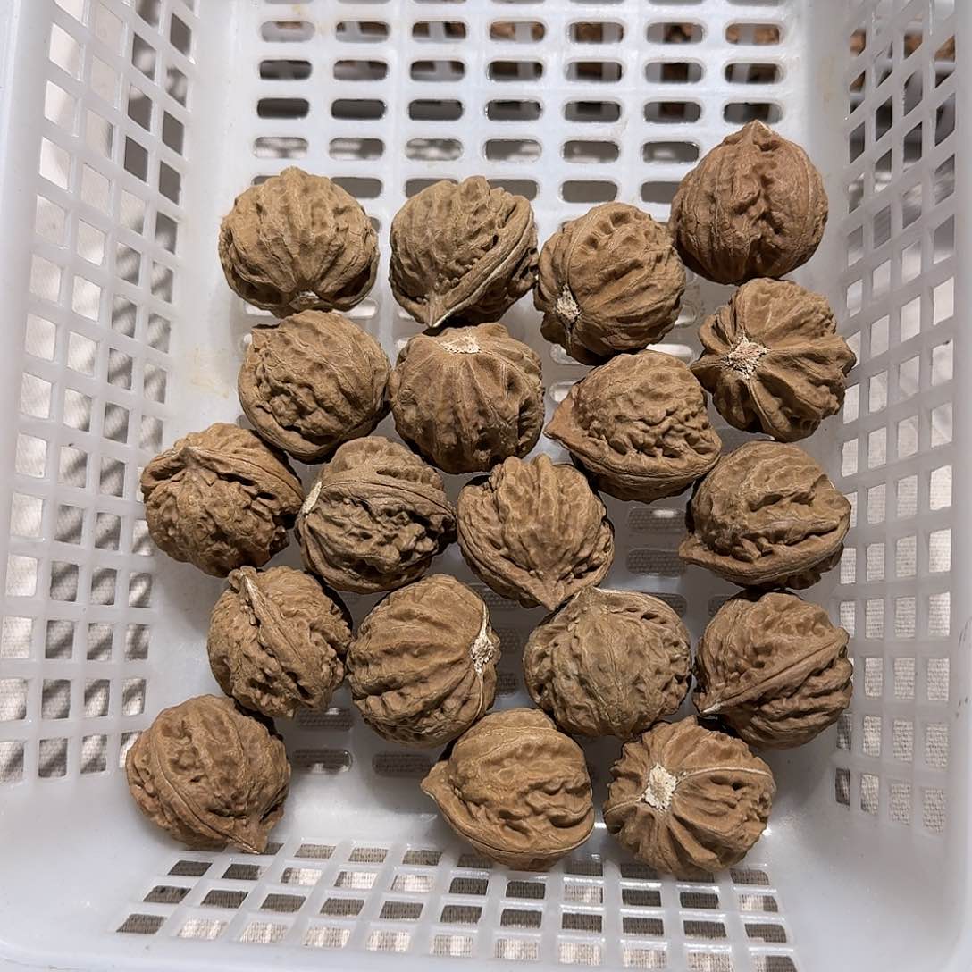 核桃手串/手链13号边28手持