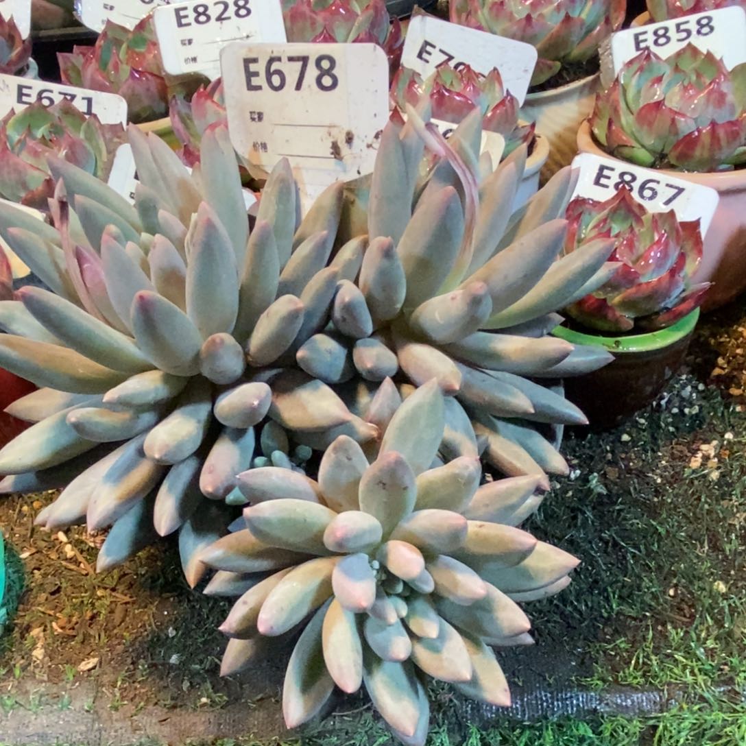 红蜻蜓678号多肉