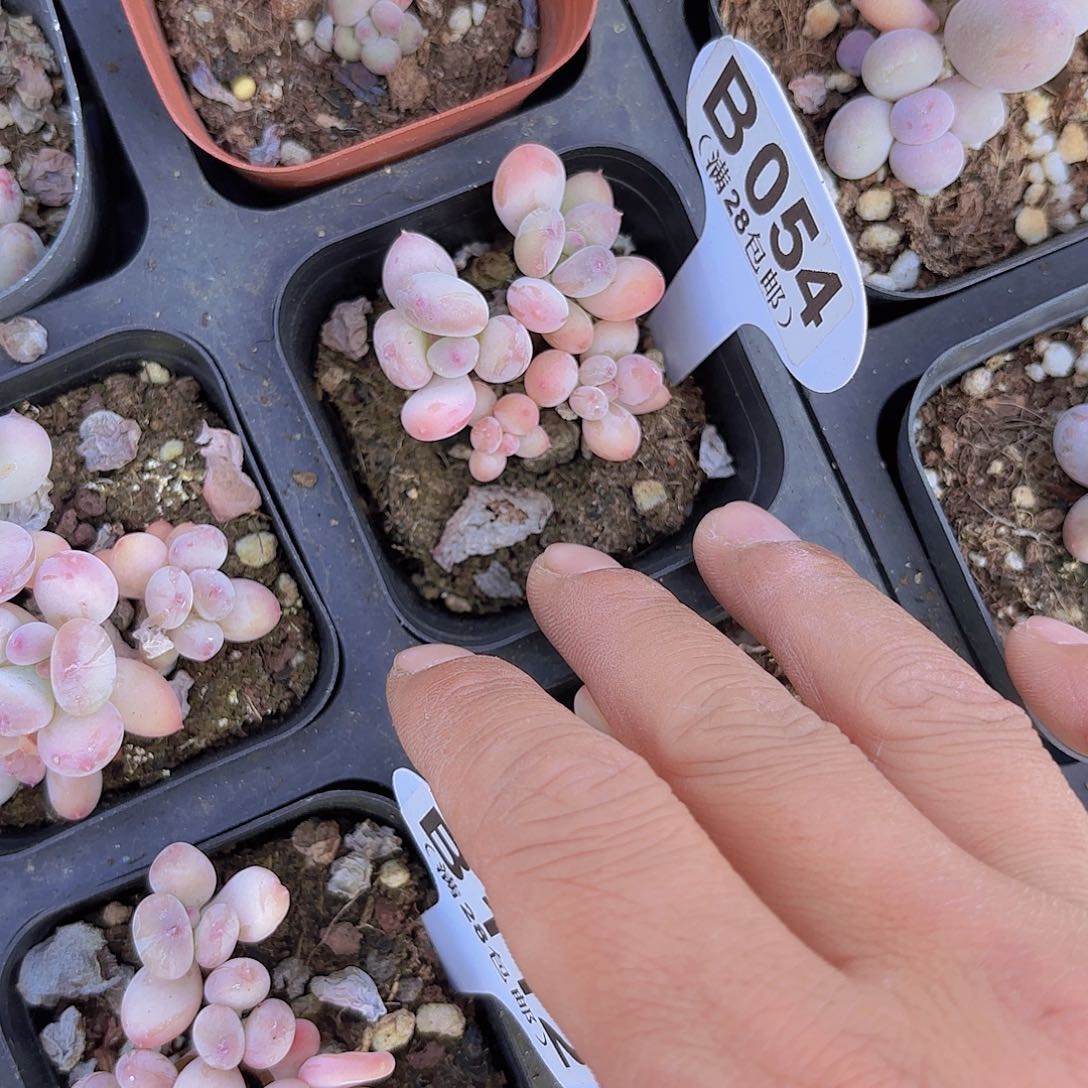 B054苹果奶一物一拍