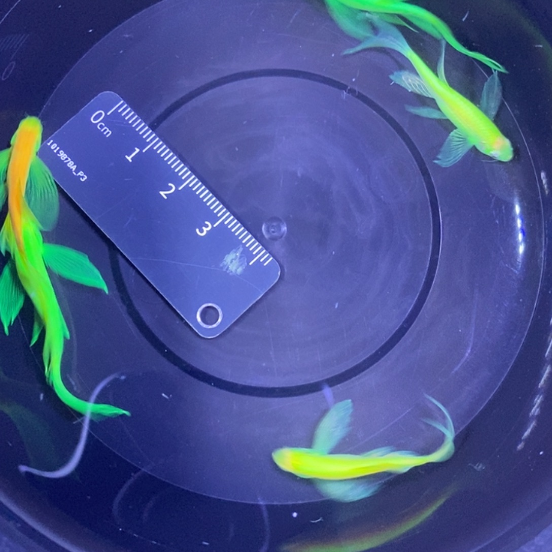 斑马鱼蝶翼斑马3.5-4厘米5条