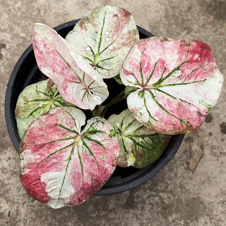 8-1201城市之光广东现货