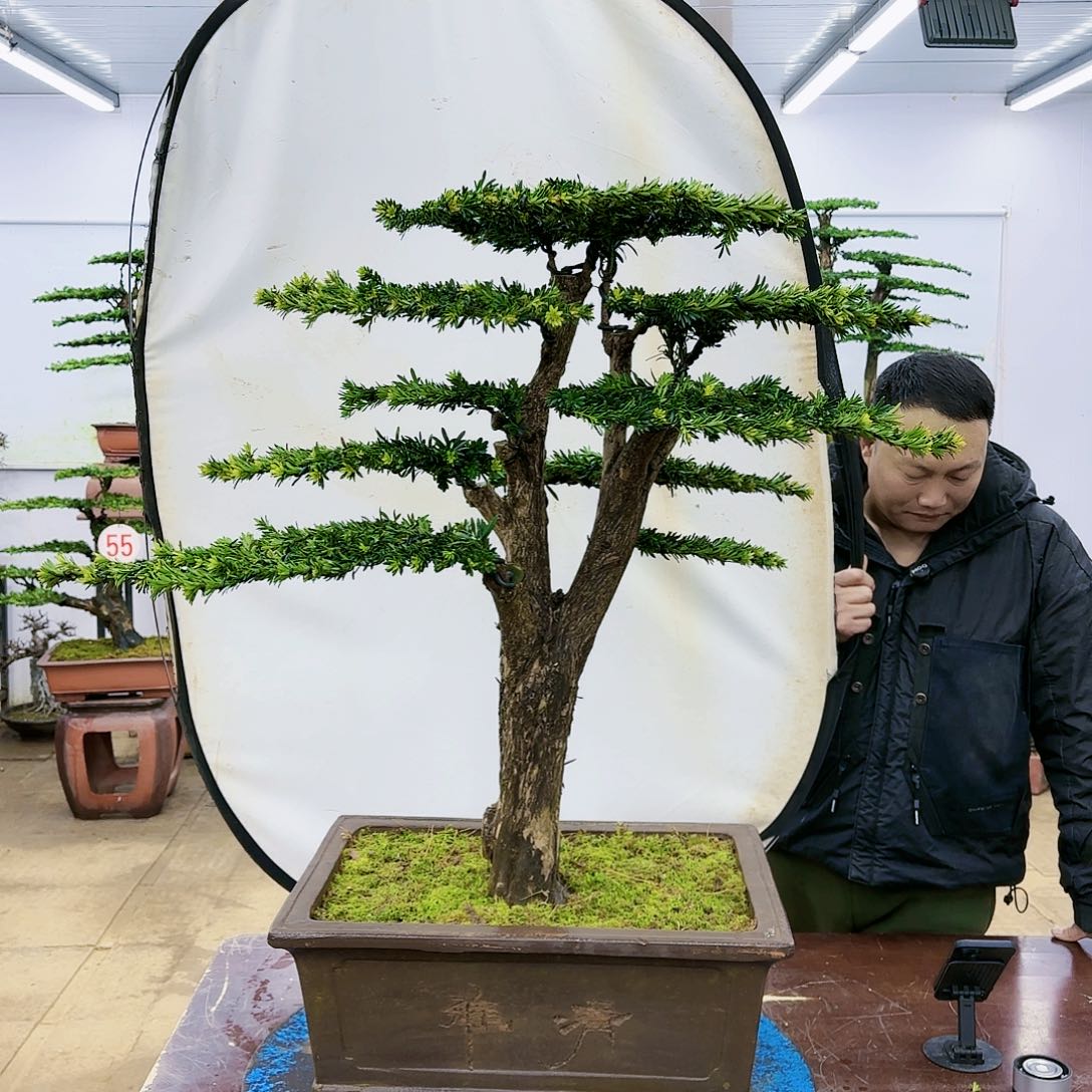盆景欢迎大家一起来捡漏
