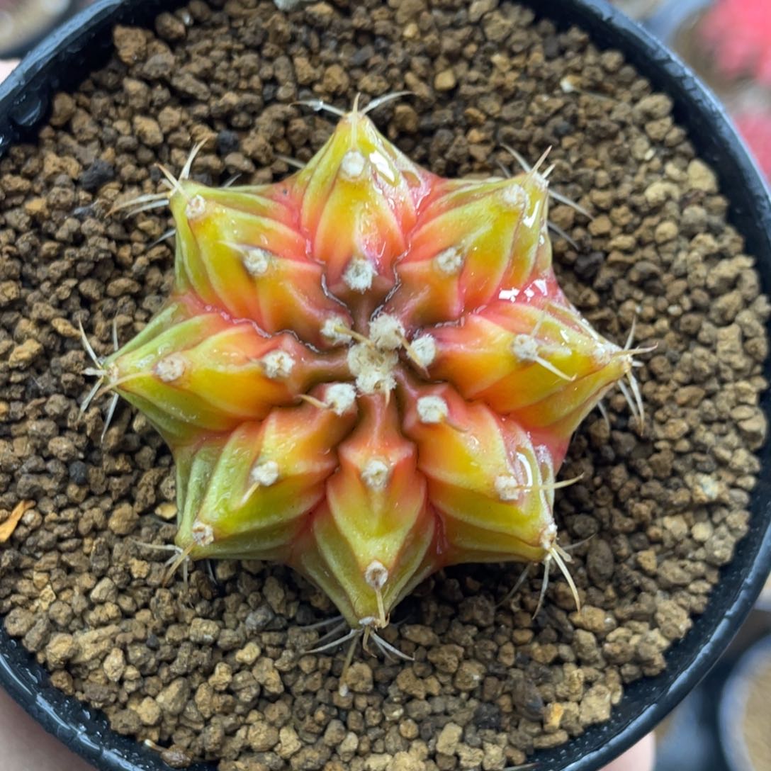 米哈星球00000000801