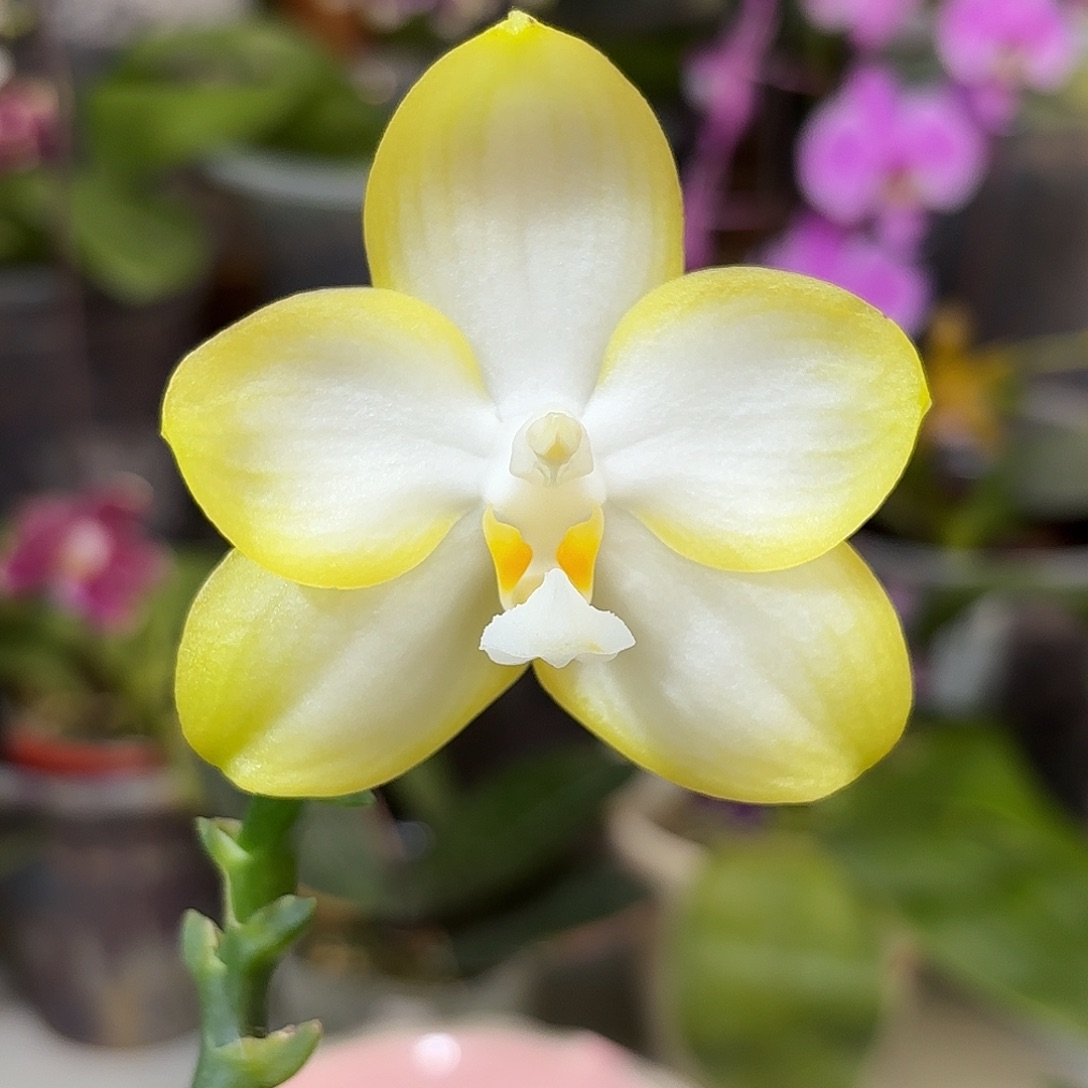 大部分开放少量花苞香到没朋友