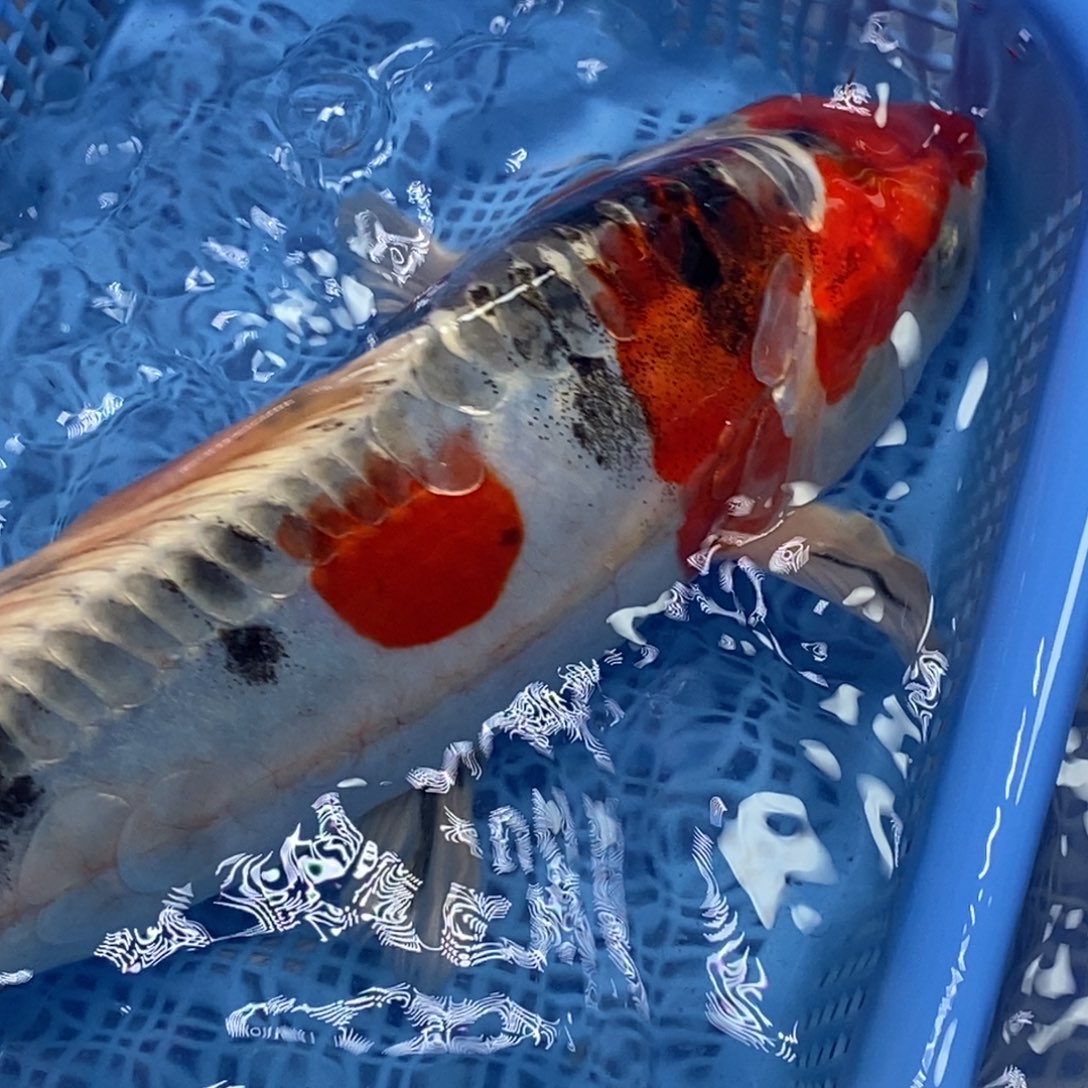 锦鲤冷水锦鲤包邮
