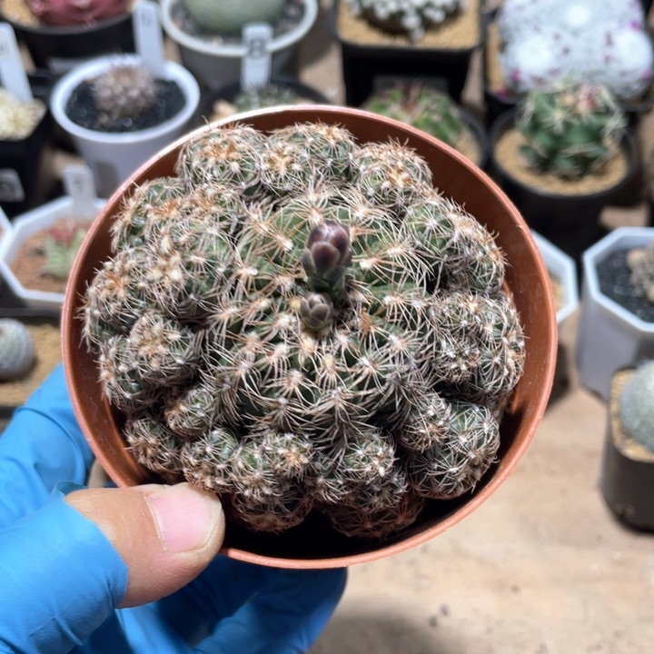 288樱花罗星丸多头