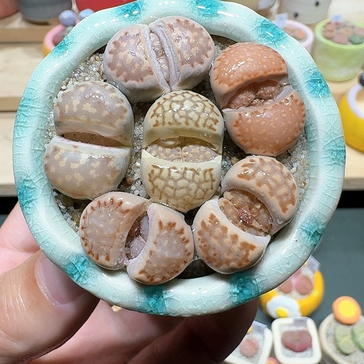 红陶蘑菇518寿丽