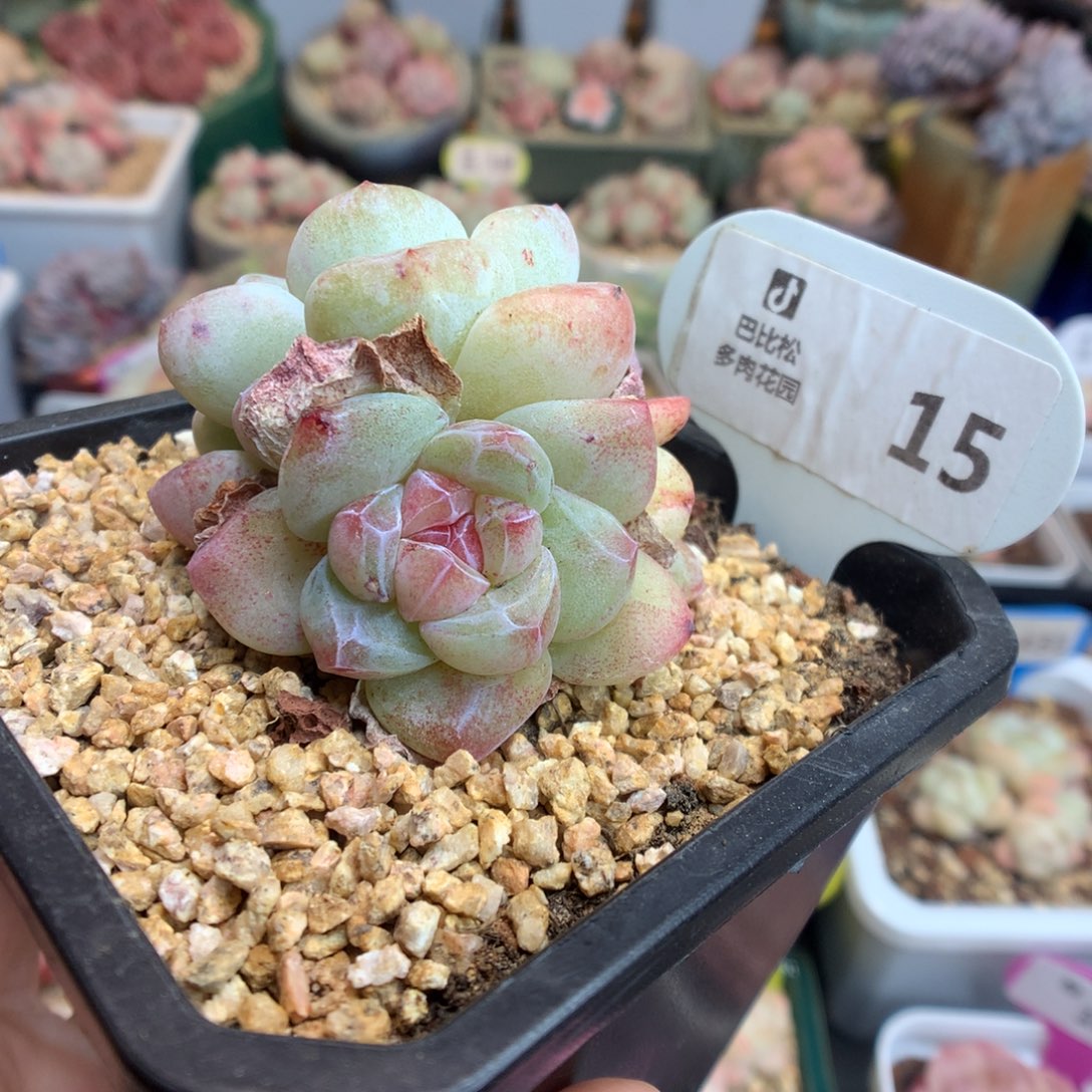 15双头异色冰玉石化多肉