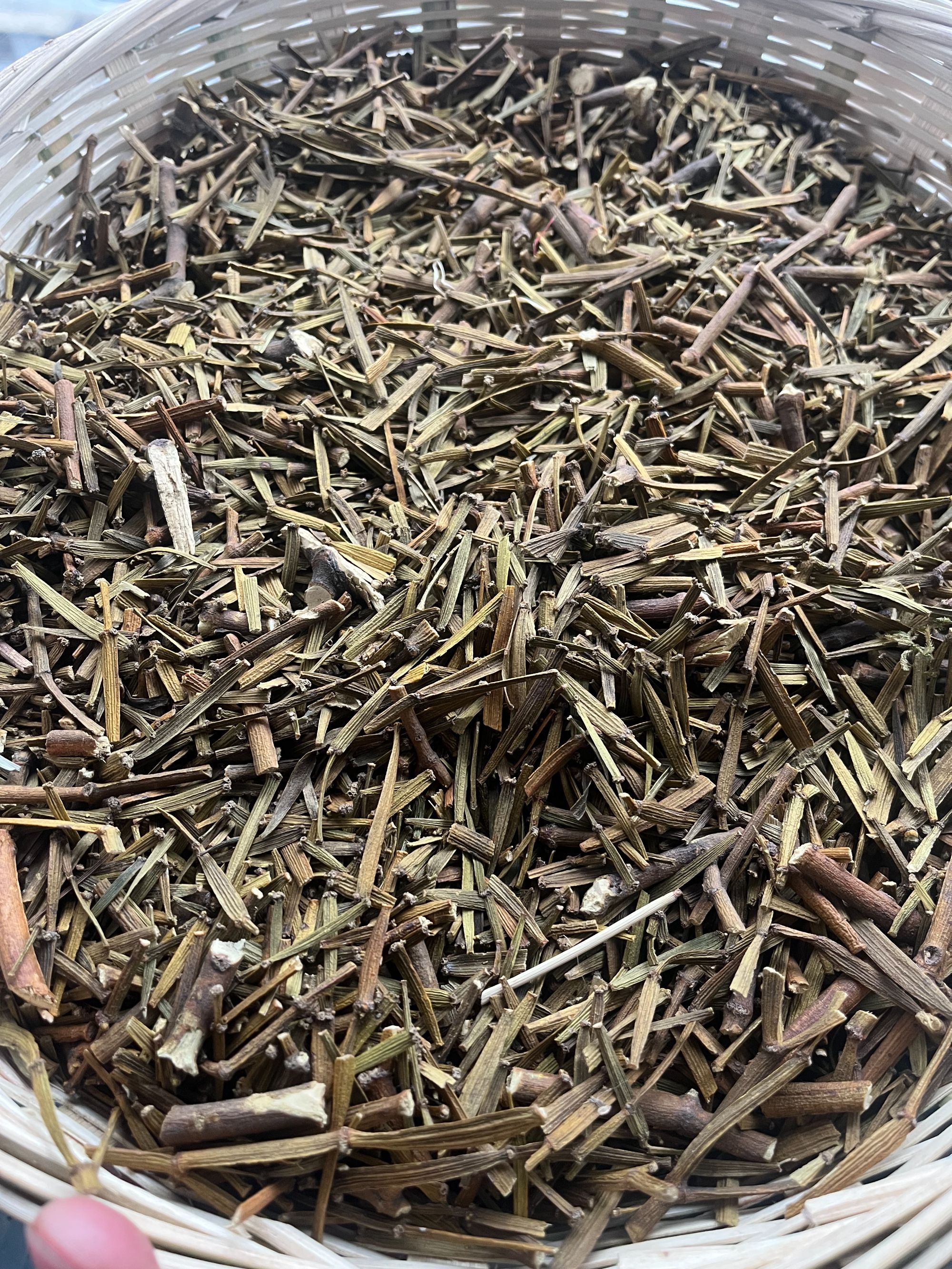 正宗自家后山桑寄生