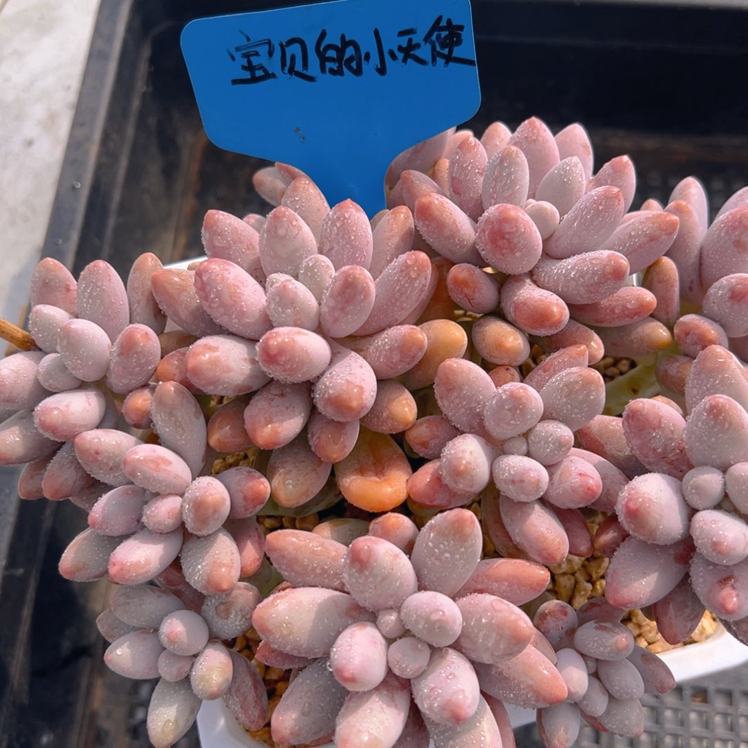 香玉的故事是一个人的故事吗