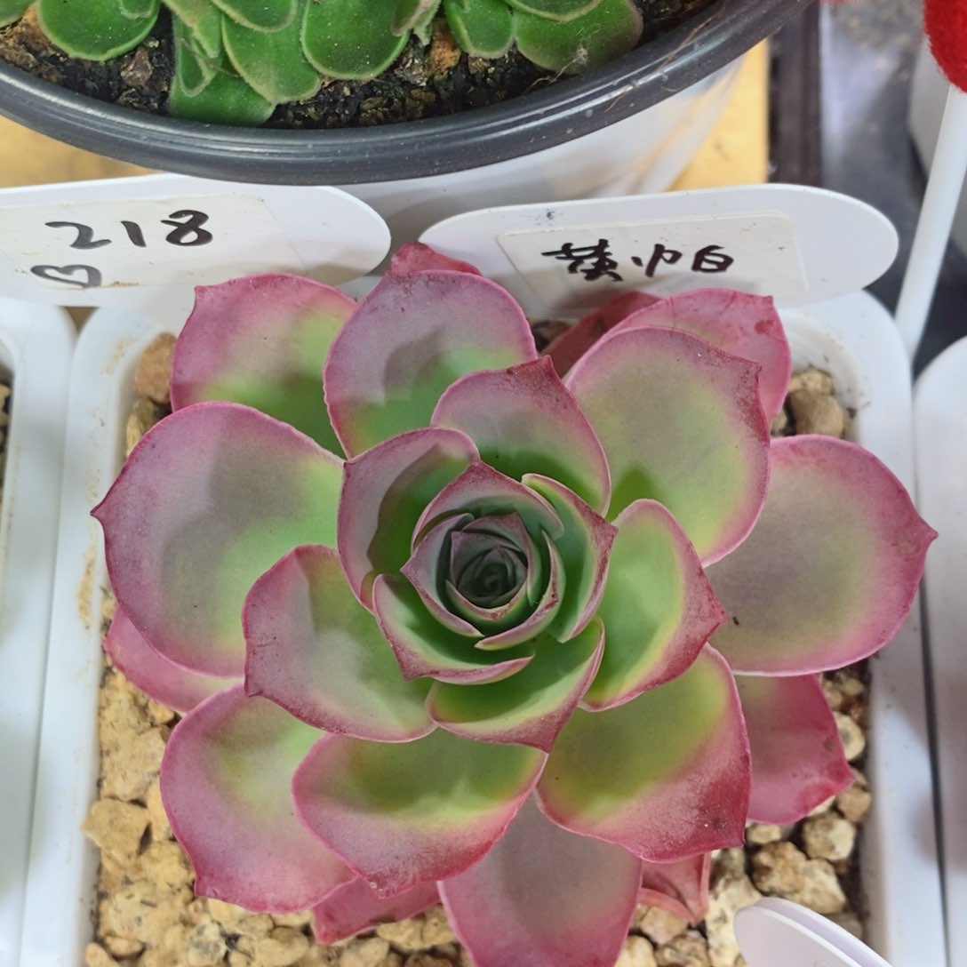 黄帕。     218。