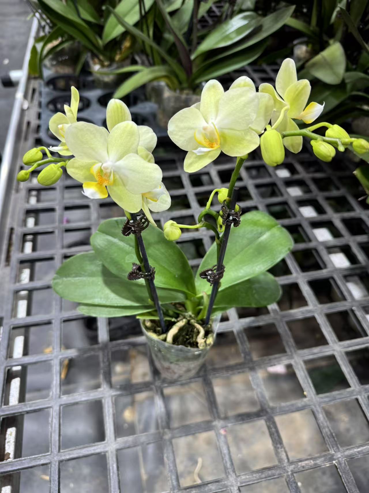 蝴蝶兰【小绿花】昆明直发