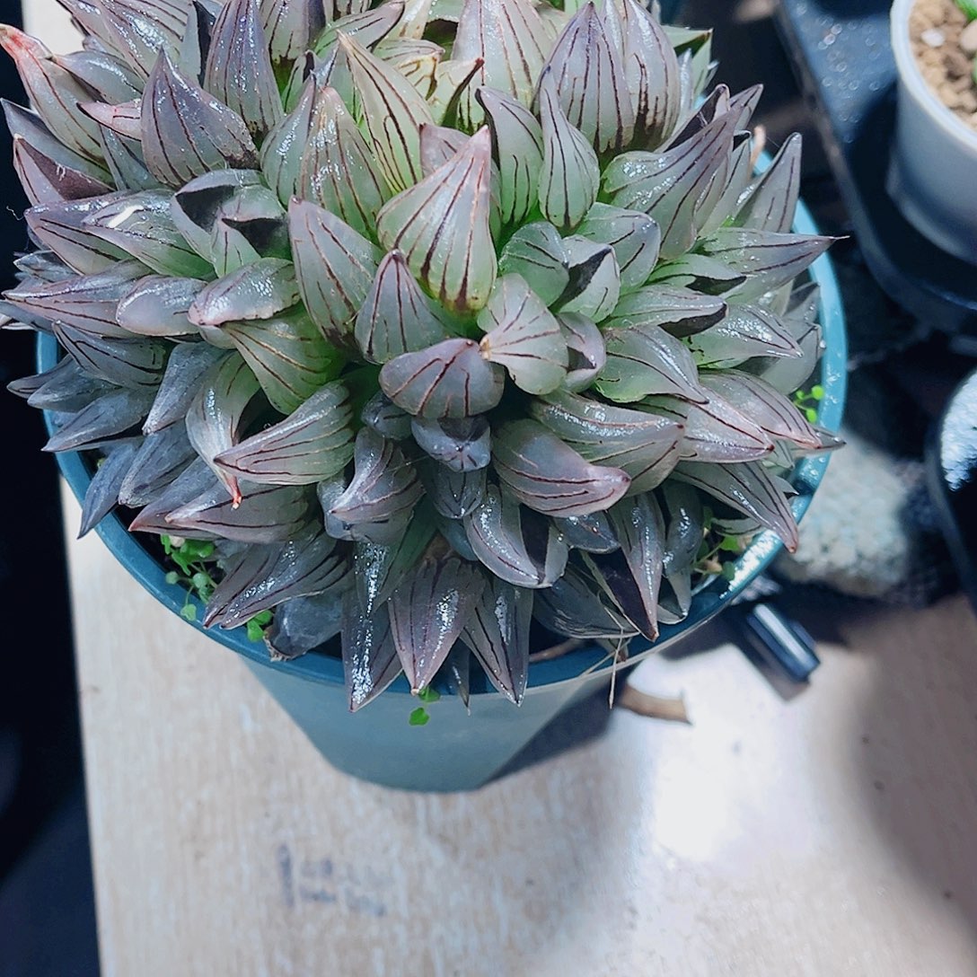 母本大西瓜补差价