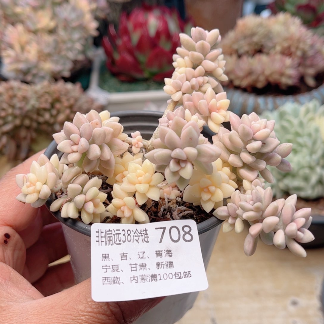 708姬秋丽锦德华多肉