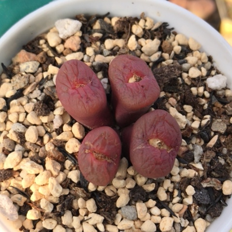 多肉肉锥 吕氏大王樱桃