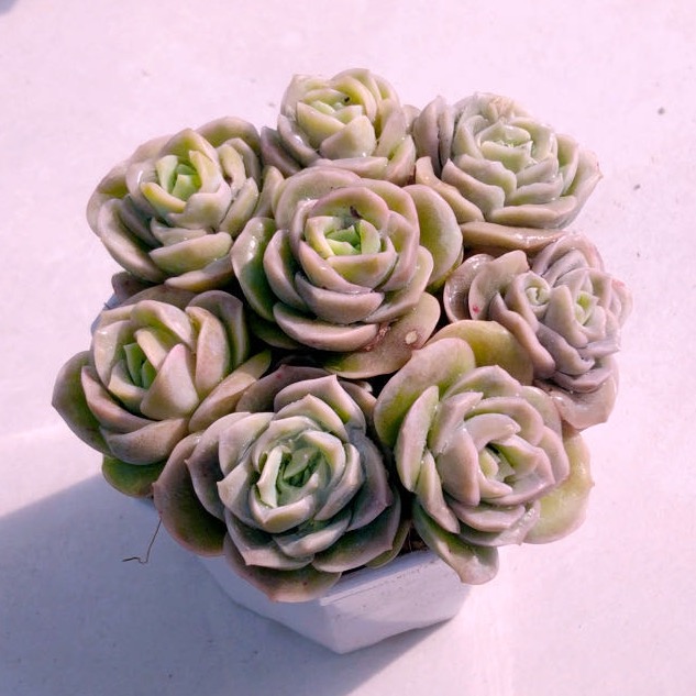 多肉植物可爱玫瑰八颗72