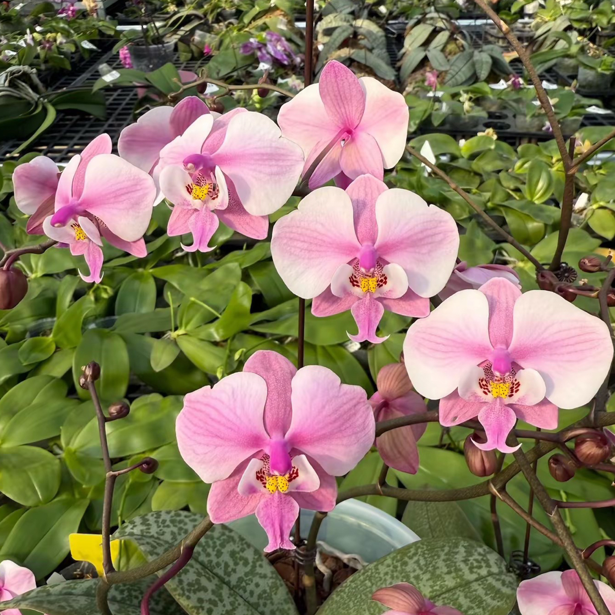 原生种蝴蝶兰爱丽丝