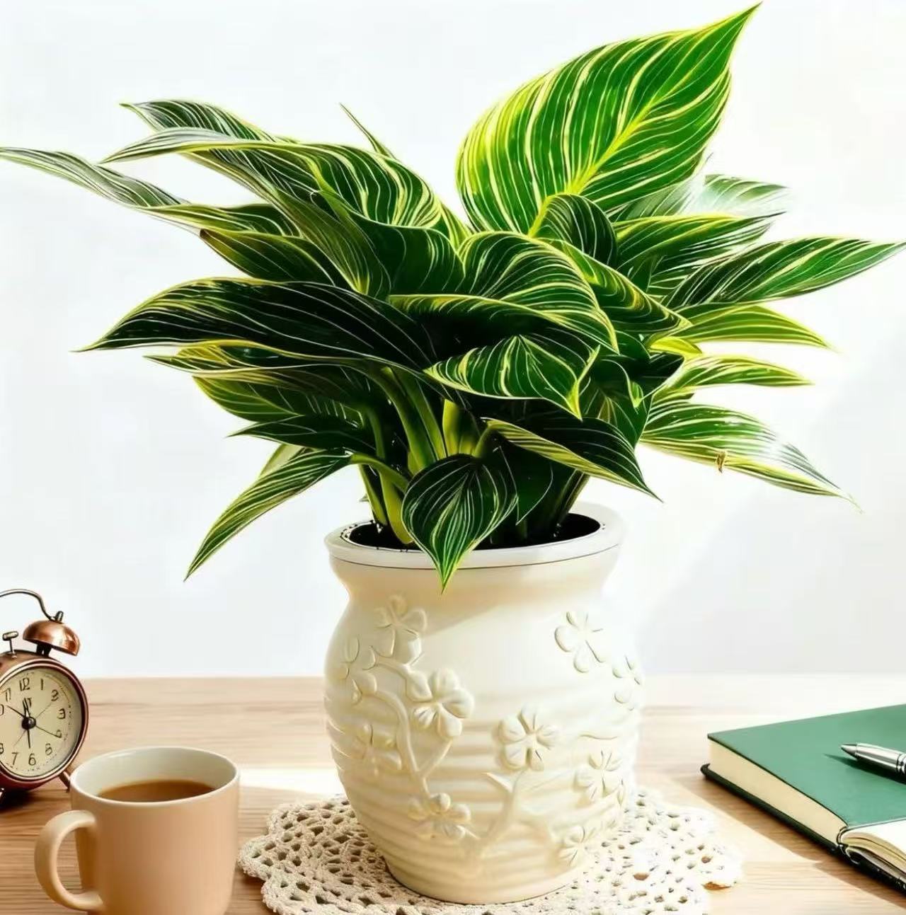 铂金钻盆栽室内绿植四季好养净化空气吸除甲醛