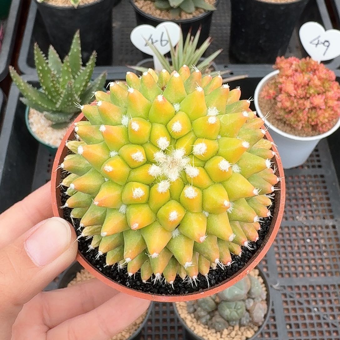 银春锦仙人球123