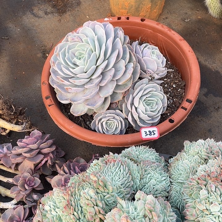 385蓝色惊喜 一物一拍多肉