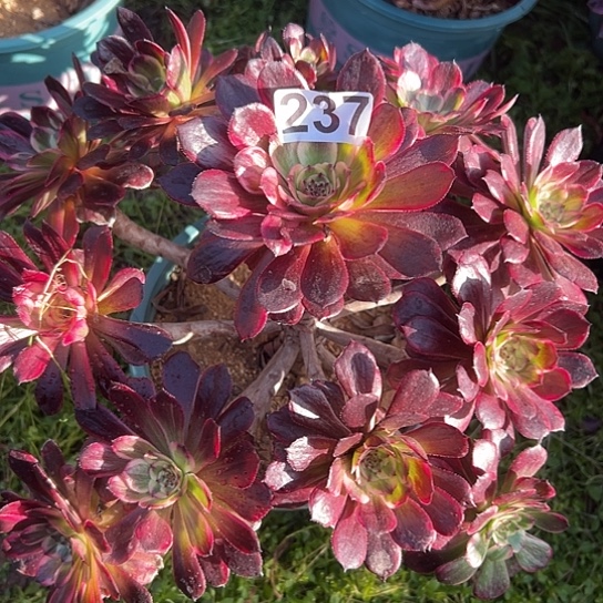 心**成一颗多肉法师植物