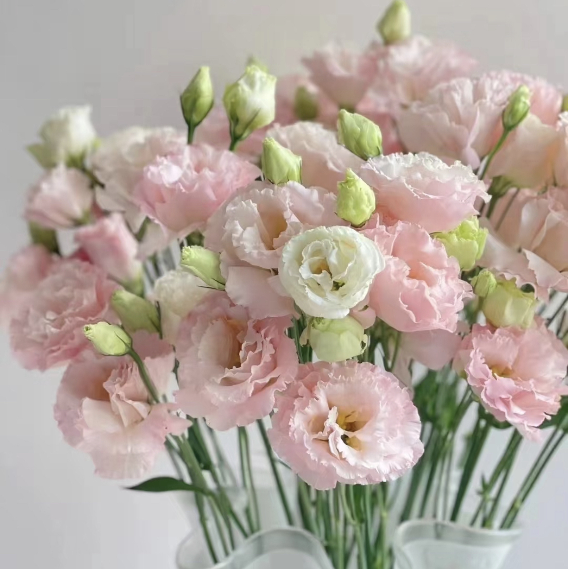 （曼曼）粉皇后洋桔梗800g（20%不售后）防损鲜花任意2单包邮