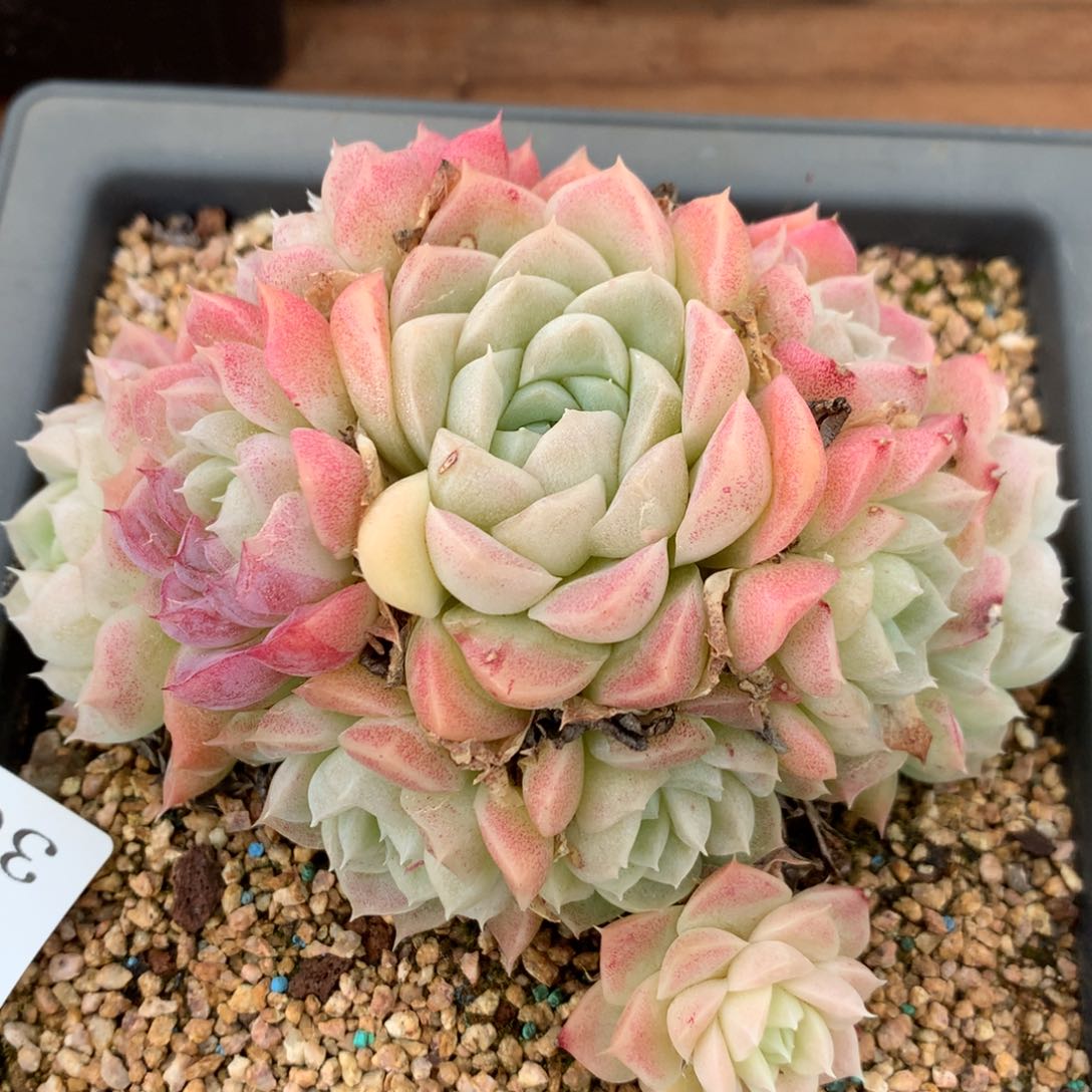 360杂交精品基地12冠