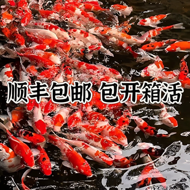 『51-100号』拍对应编号精品锦鲤包邮包到家冷水观赏鱼红白三色德系
