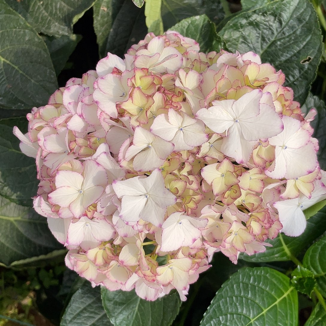 绣球切花一物一拍3枝起包邮，31