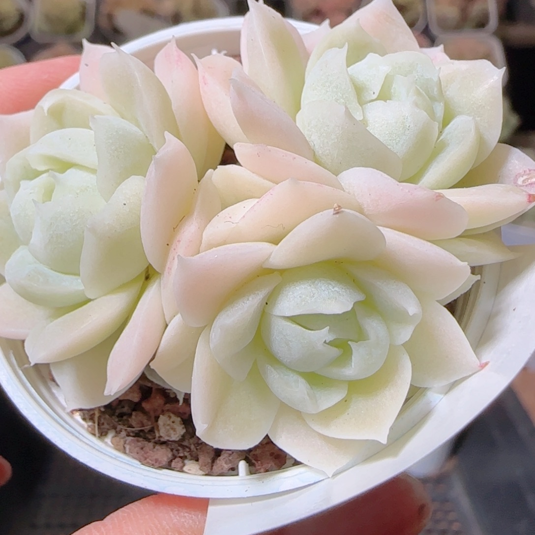花语多肉1208-73女王散