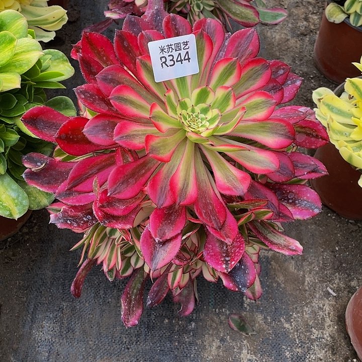 344多肉植物的生长