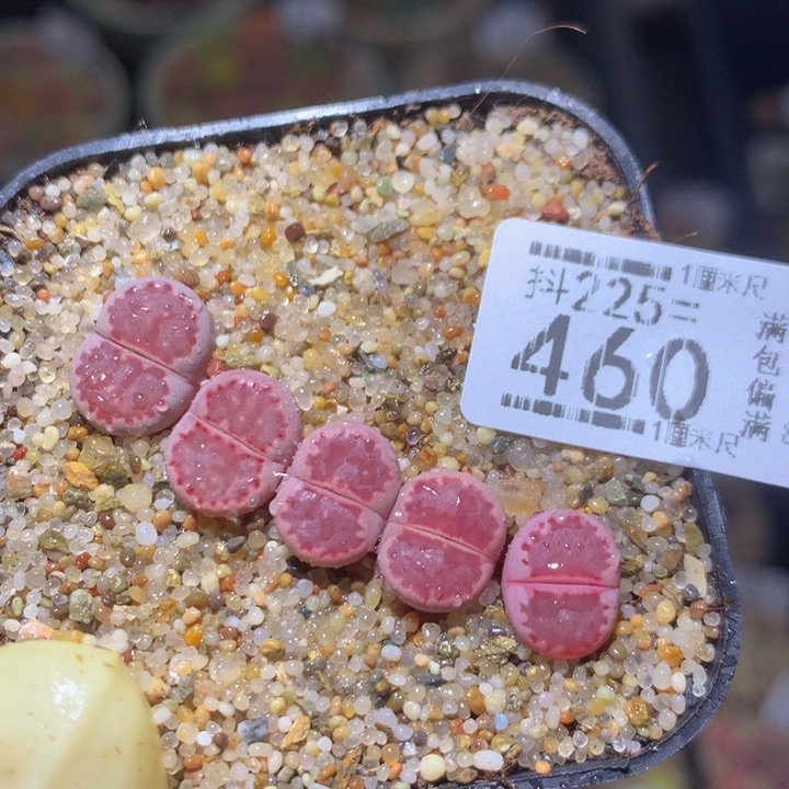 精品生石花225.460
