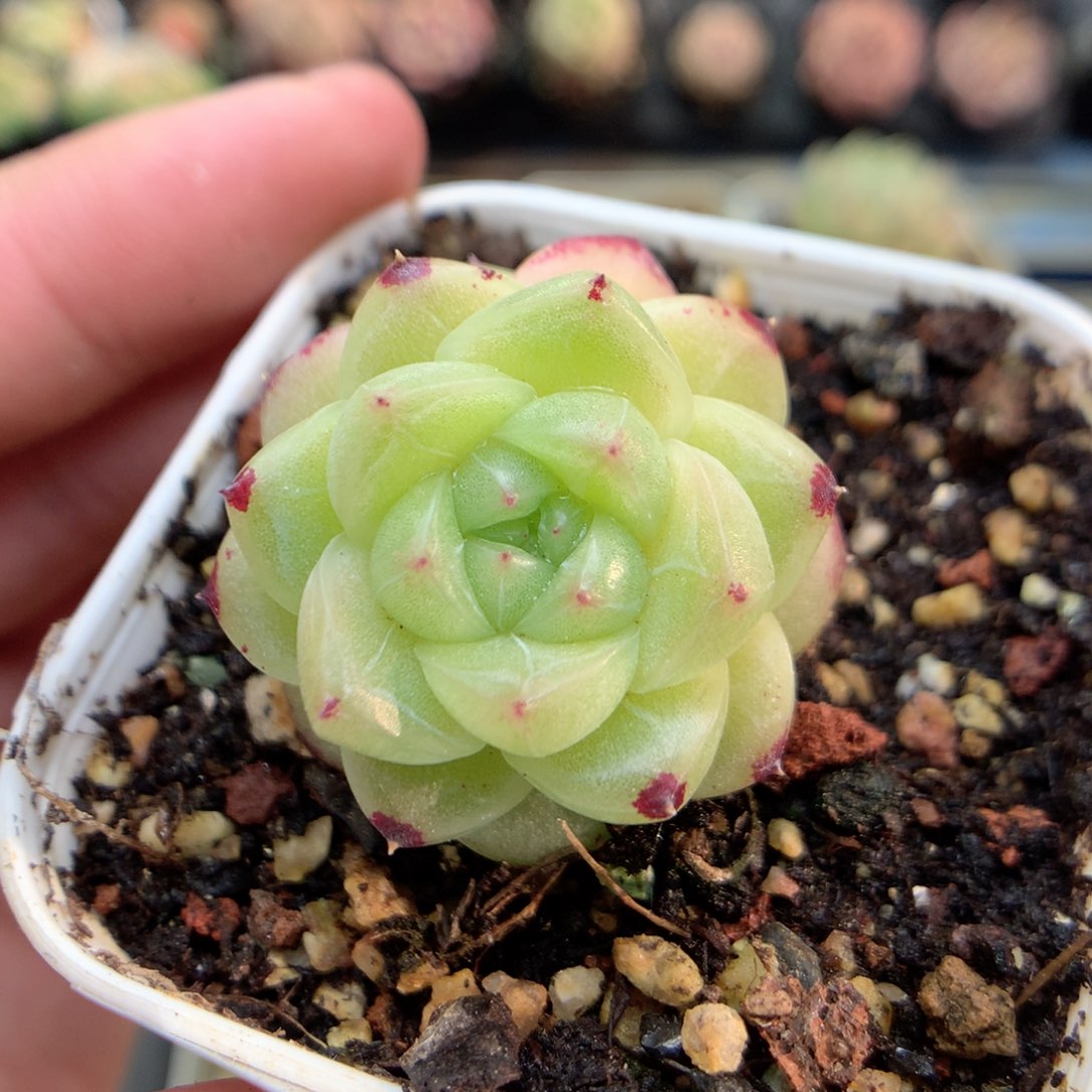 G150定繁编号M100